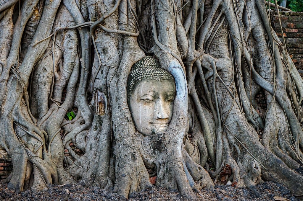 Buddha Head in the tree roots at Wat Mahathat in Ayuttaya Historical Park, Thailand