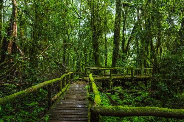 Hiking trail with wooden hiking path and rails in jungle