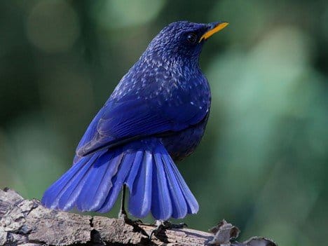 A blue bird at Erawan National Park, Thailand