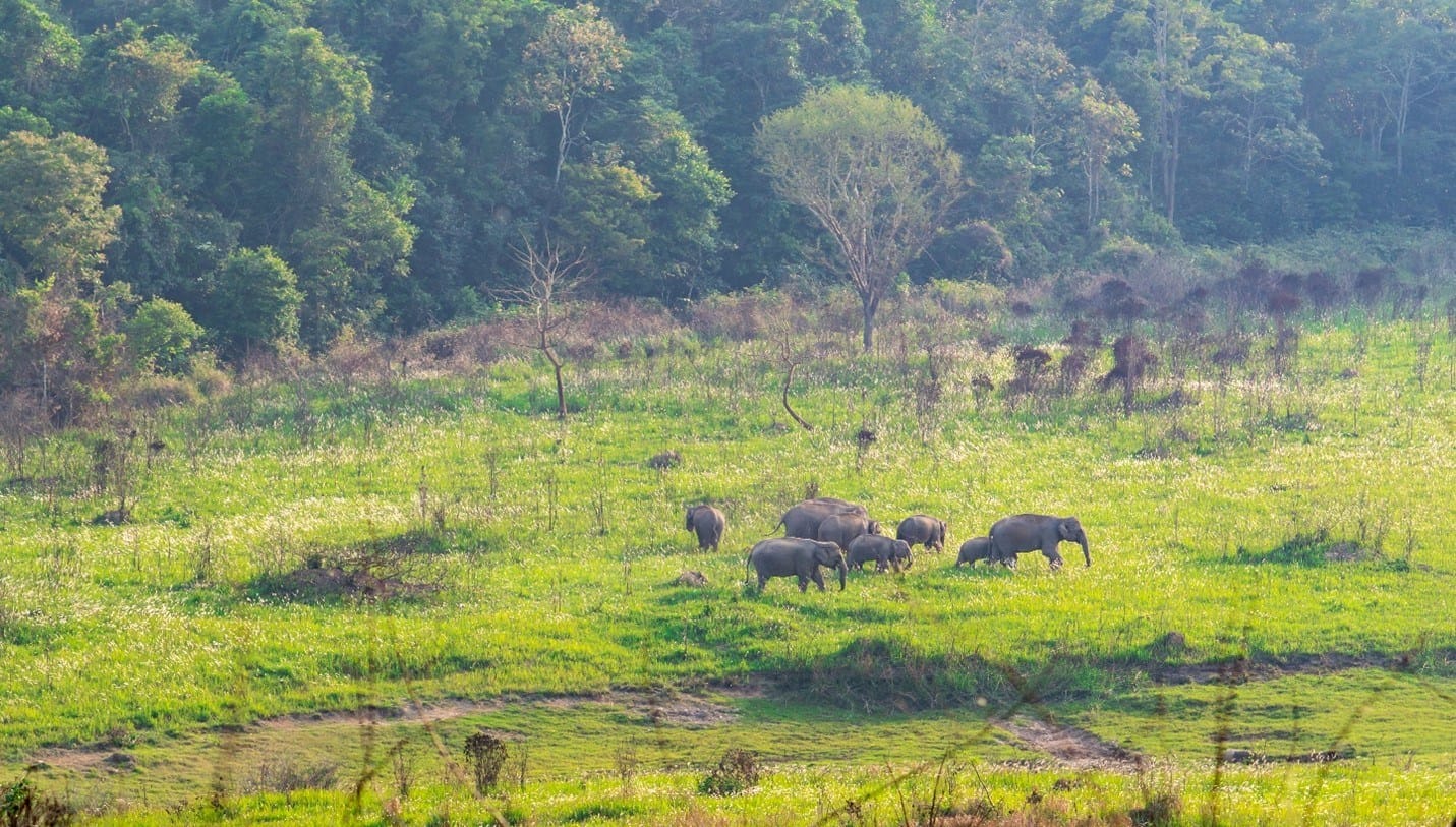 Nong Pack Chi Tower trail in Khao Yai National Park, Thailand