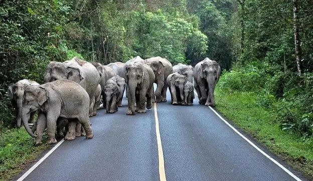 A group of elephants walking on a street in Khao Yai National Park, Thailand