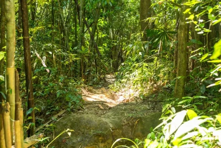 hiking path in the jungle in a sunny day