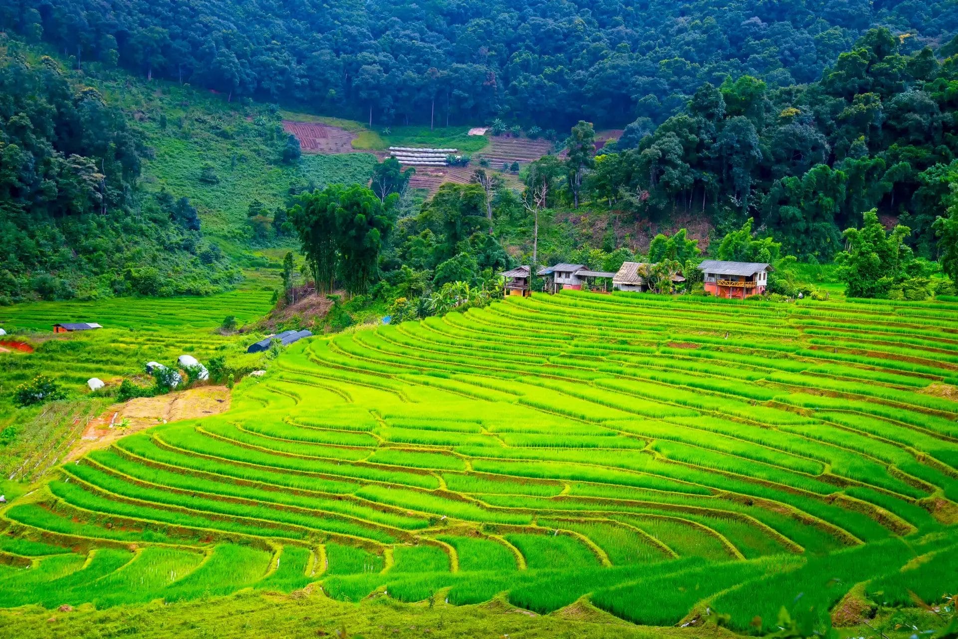 Rice field with village on hills