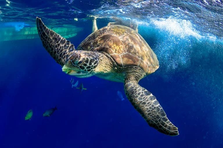 Green Sea Turtle under the sea in Similan Island-Thailand