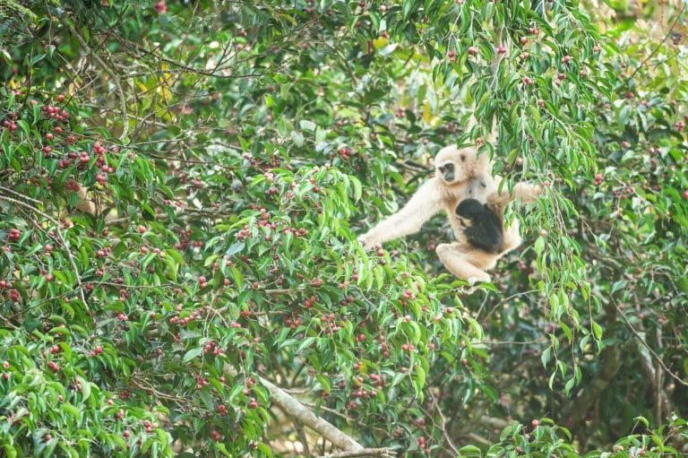 Gibbons in jungle-Kao Yai National Park-Thailand