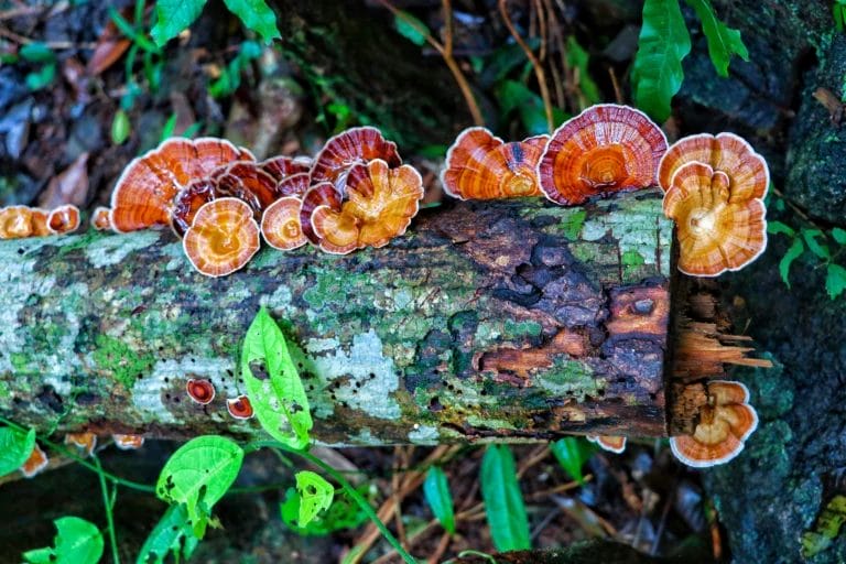 Orange-yellow wild mushrooms in Khao Yai National Park, Thailand