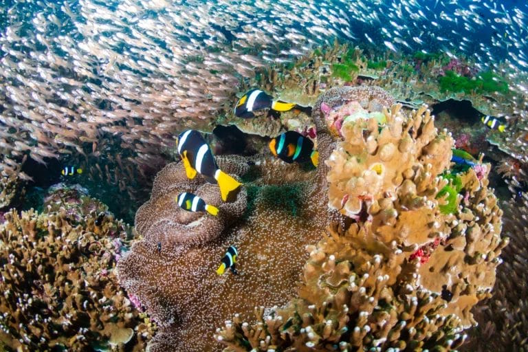 Colorful fish and corals under the sea in Similand Island-Thailand