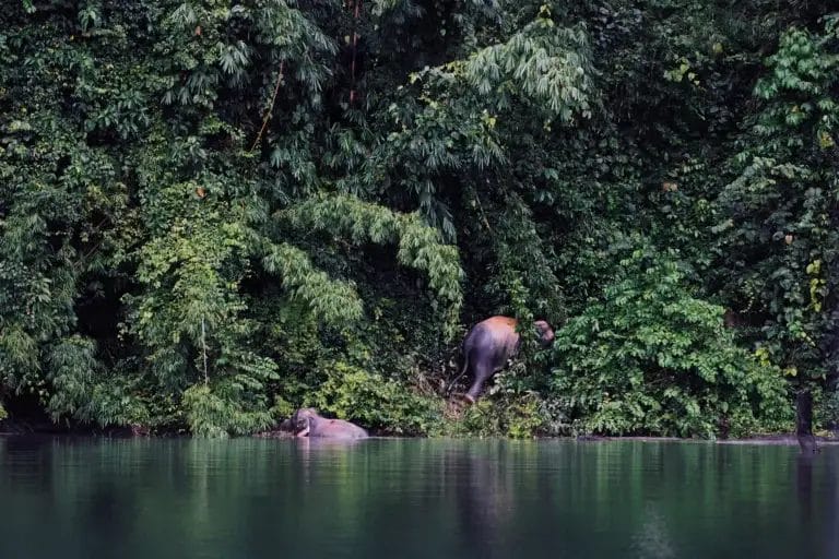 Wild elephants in jungle and lake at Khao Sok National Park in Thailand