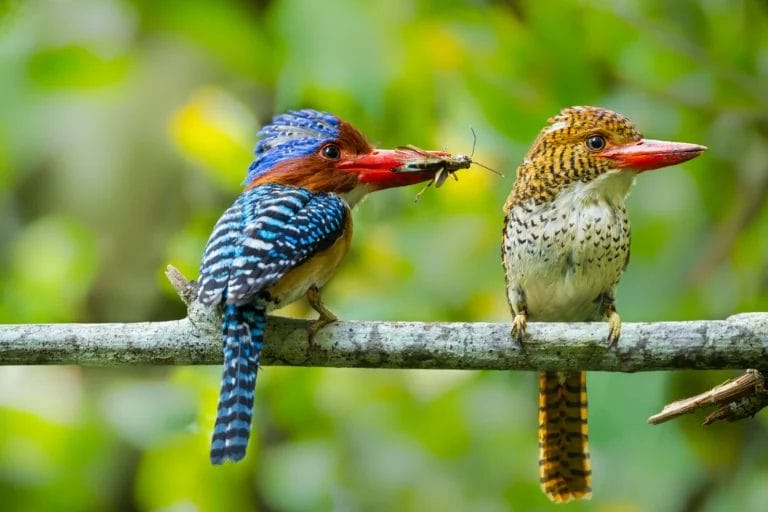 Two Kingfisher birds-Khao Yai National Park- Thailand