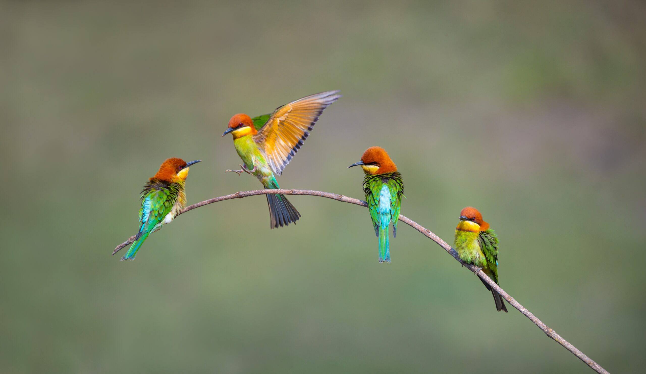 A group of colorful Chestnut-headed-Bee-eater on a branch of a tree-in Khao Yai-Thailand