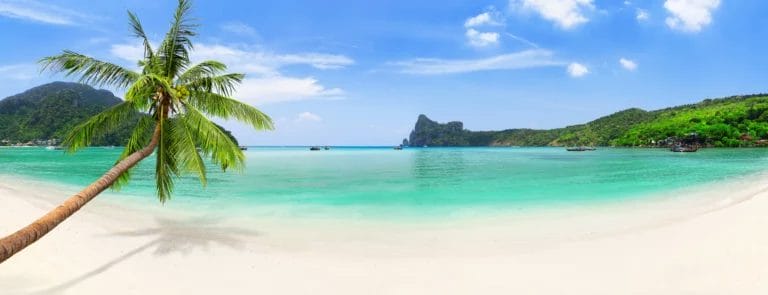 Coconut Palm tree by the beach - Phi Phi Island in Thailand