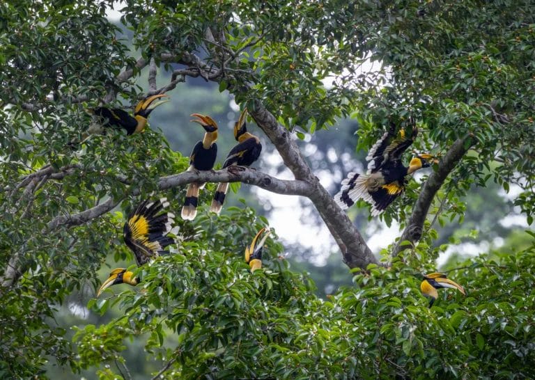 Great Hornbill birds on a tree in Khao Yai National Park in Thailand