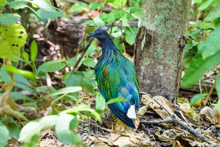 Blue-green Nicobar pigeon by a tree and leaves