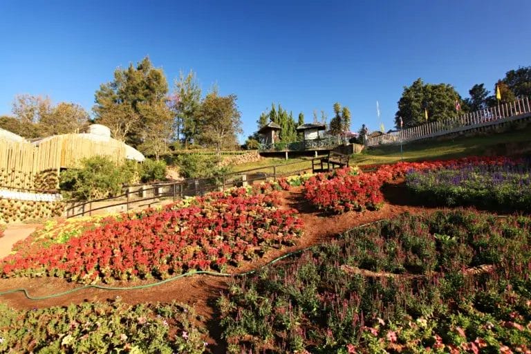 Flower and plant garden at Royal Project in Doi Inthanon National Park-Thailand