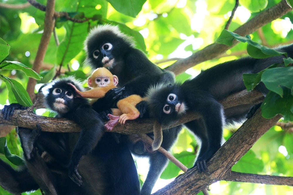 Wildlife-Langur Monkeys in Ang Thong National Marine Park in Thailand